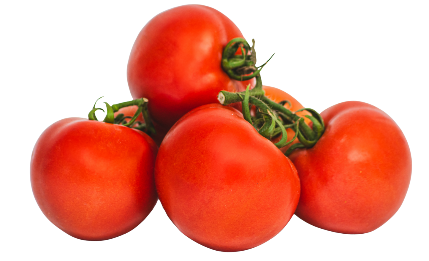 Tomate Rama