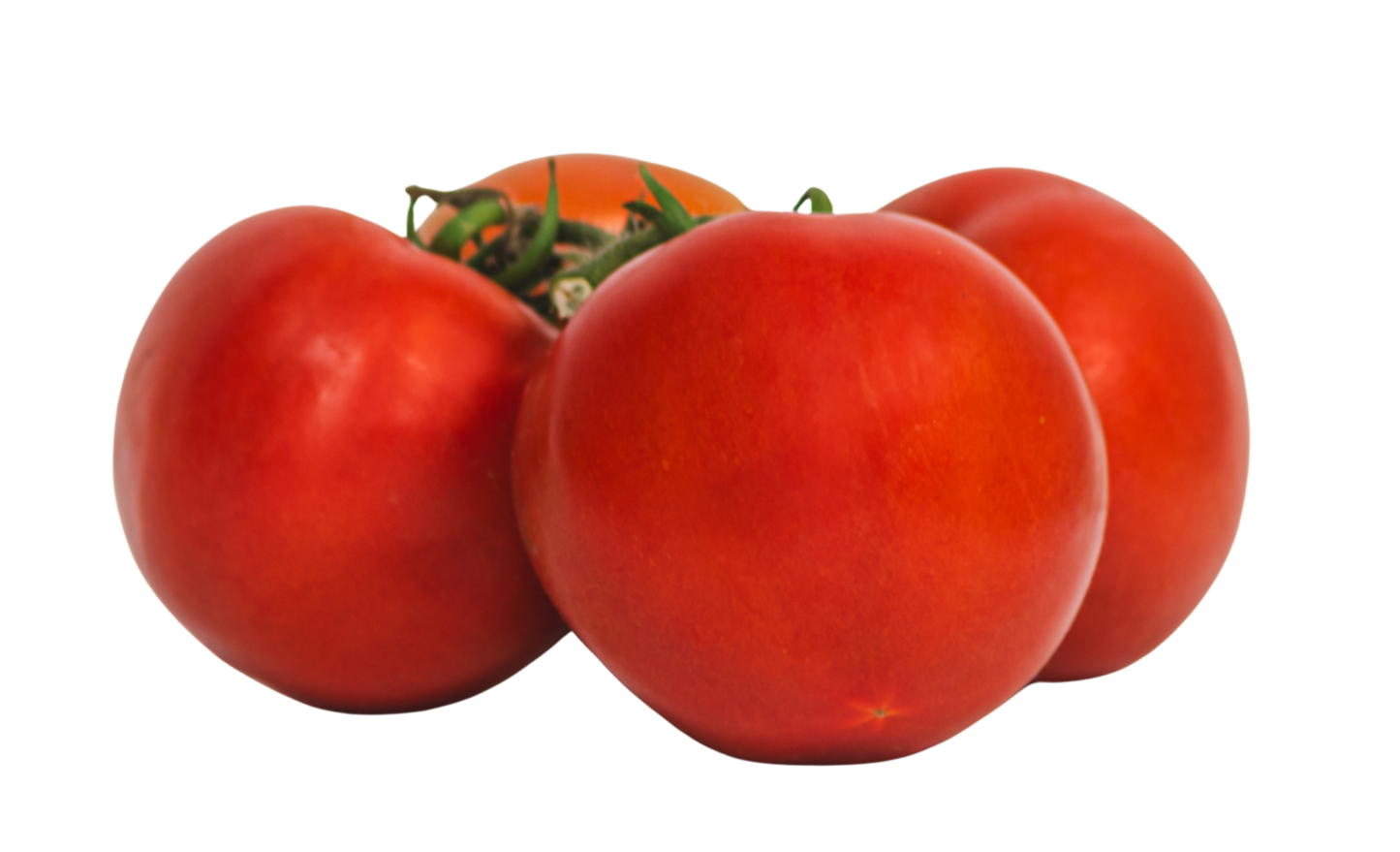 Tomate Rama